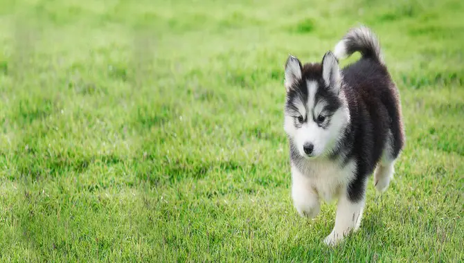 Things To Keep In Mind While Potty Training A Husky