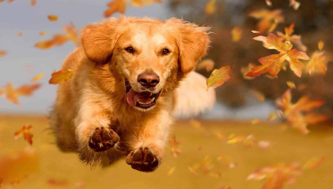 Things To Keep In Mind While Running With Your Golden Retriever