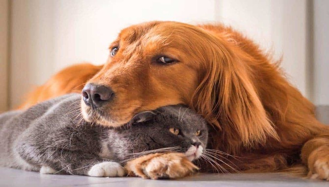 Things To Know If Golden Retrievers Are Good With Cats