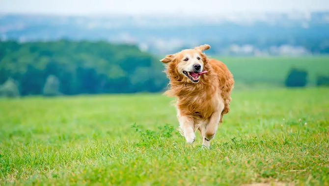 Tips For Improving Your Golden Retriever's Running Experience