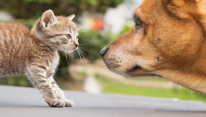 Tips For Introducing A New Cat To A Golden Retriever