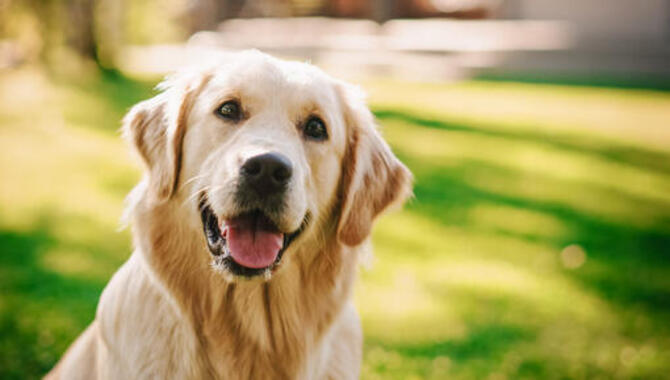 Tips For Keeping Your Golden Retriever Healthy And Free From Dandruff