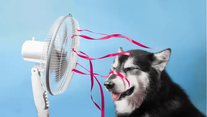 Tips For Keeping Your Husky Cool