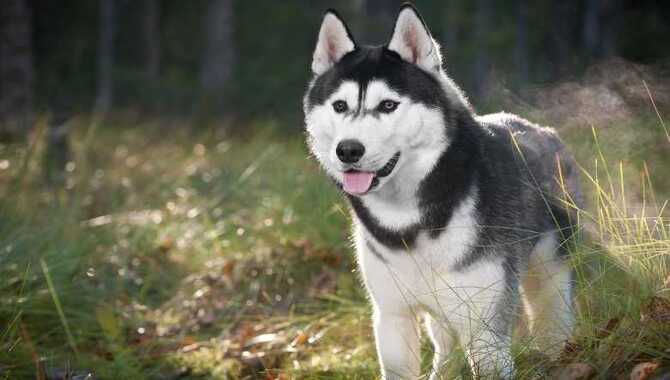 Tips For Preventing Accidents While Potty Training A Husky