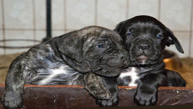 Tips For Socializing Your Cane Corso With Other Dogs