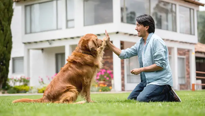 Tips For Successfully Training A Golden Retriever To Be Calm