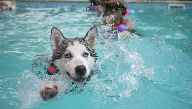 Tips For Taking Care Of A Husky In Heat