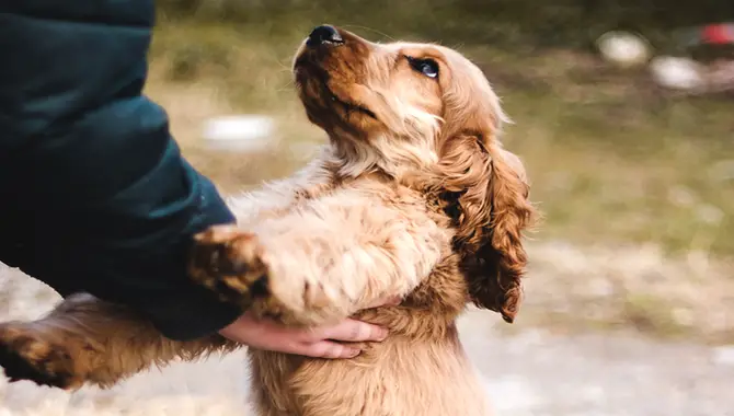 Tips For Taking Care Of Your Cocker Spaniel