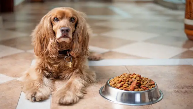 Tips For Transitioning Your Puppy To New Food