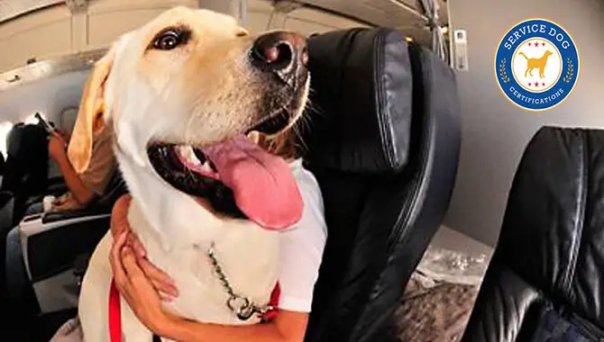 Tips To Fly With A Golden Retriever