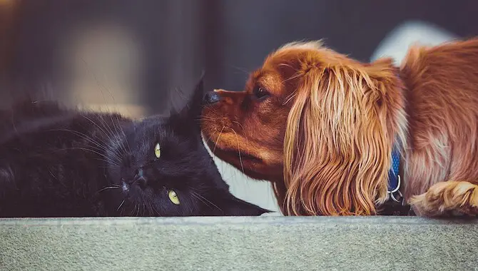Tips To Introduce Your Cat To A New Cocker Spaniel
