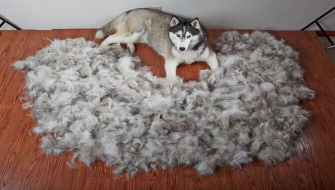 Tips To Reduce Husky Shedding