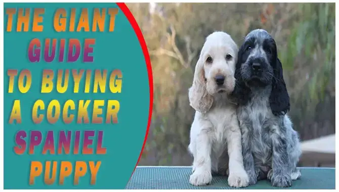 To Buying A Cocker Spaniel Puppy
