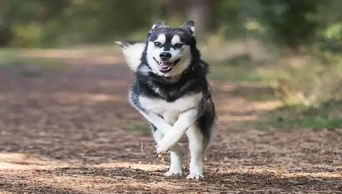 Tracking your Husky's activity levels