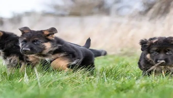 Train Your German Shepherd As A Puppy