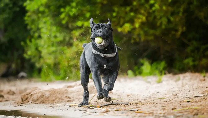 Training A Cane Corso