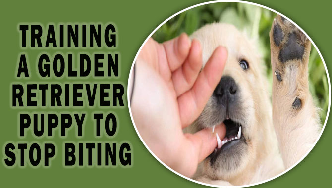 Training A Golden Retriever