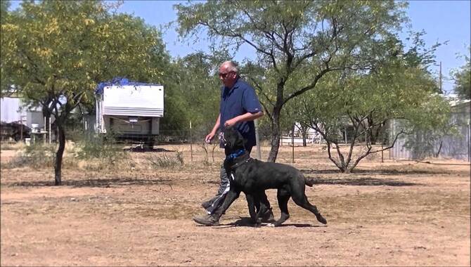 Training Your Cane Corso To Respect Boundaries