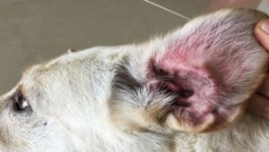 6 Tips For Ear Infections In Golden Retrievers - Must Know! - Golden Retriever Ear Tips Falling Off