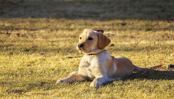 Types Of Golden Retriever Dandruff