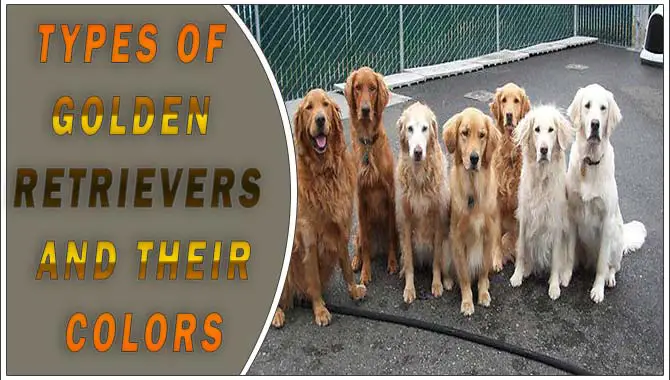 Types Of Golden Retrievers And Their Colors