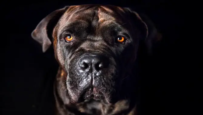 Unaccepted Disqualifying Cane Corso Eye Color