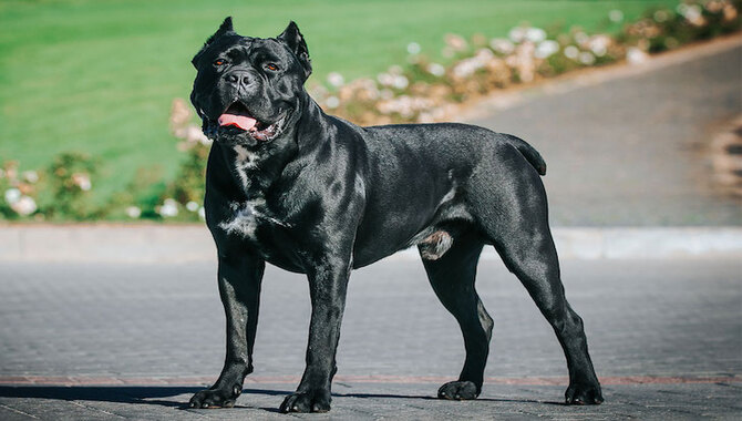 Understanding Cane Corso Behavior