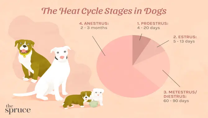 Understanding Female Heat Cycles
