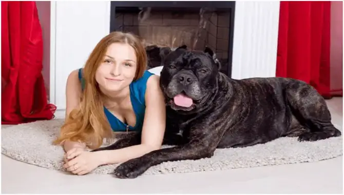Unraveling The Mystery Behind Cane Corso's Leaning Habits