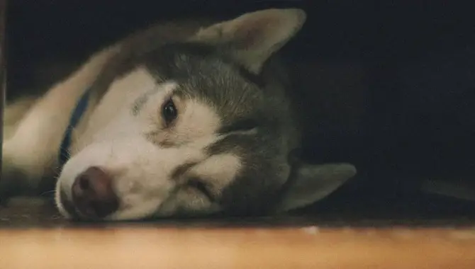 Unveiling The Reasons, Why My Husky Sleep So Much