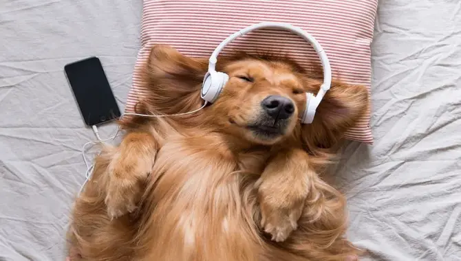 Use Calming Music dog