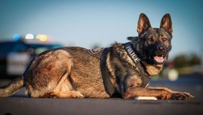Various Duties Of Police Dogs