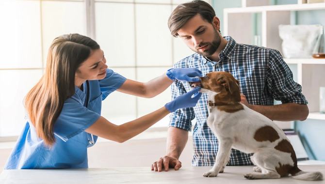 Vet