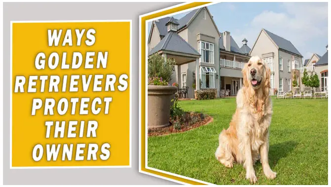 Ways Golden Retrievers Protect Their Owners
