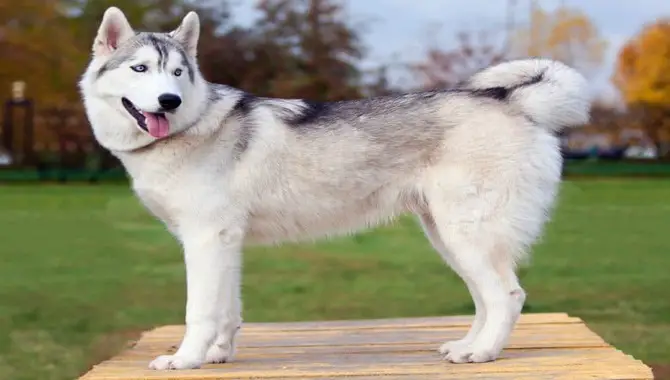 Ways To Ensure A Healthy Growing Period For Your Husky
