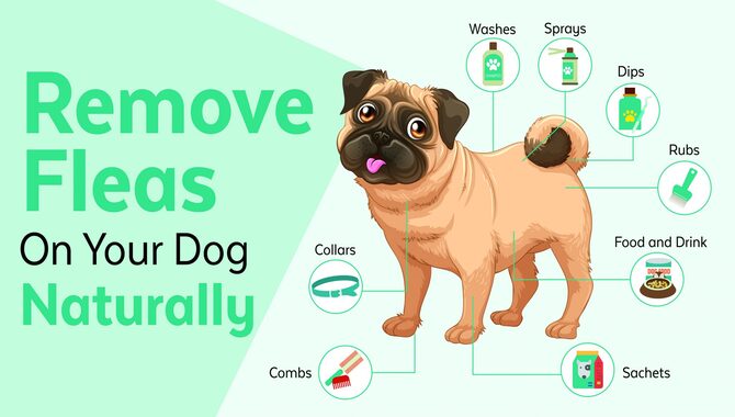 Ways To Naturally Get Rid Of Fleas On A Golden Retriever