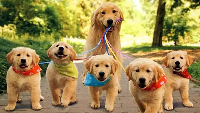 What Age Is Best To Breed A Golden Retriever