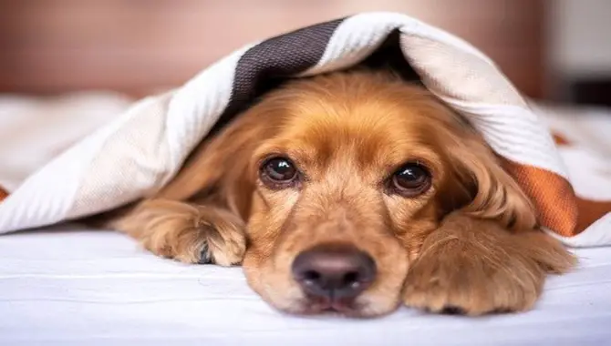 What Are Some Alternatives To Letting Your Dog Sleep In Your Bed