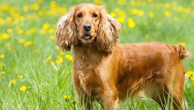 What Are Some Common Behaviors Of Cocker Spaniels With A Temperamental Nature