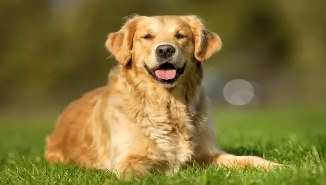 What Are The Benefits Of A Golden Retriever's Smile?