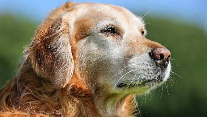 What Are The Benefits Of Adopting A Golden Retriever