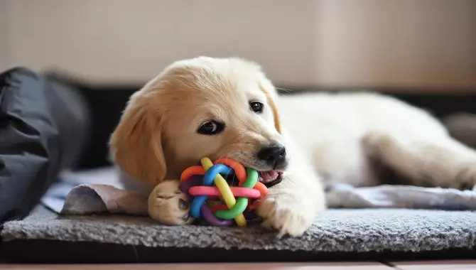 What Are The Benefits Of Ensuring Your Golden Retriever Puppy Gets Enough Sleep