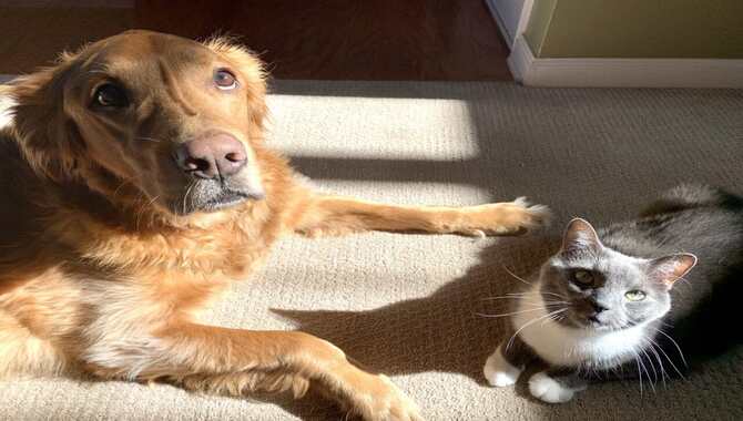 What Are The Benefits Of Having A Golden Retriever With A Cat