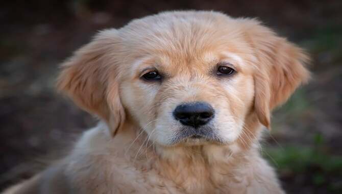 What Are The Benefits Of Microchipping Your Golden Retriever?