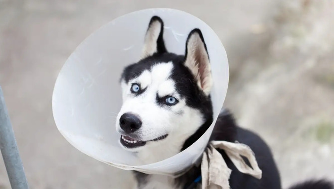 What Are The Benefits Of Wearing A Cone After Neutering