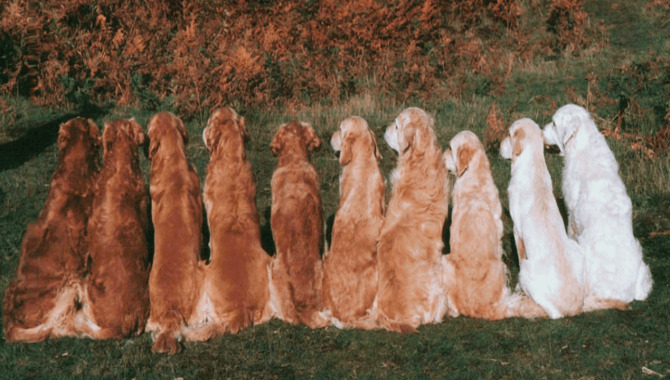 What Are The Colors Of Golden Retrievers?