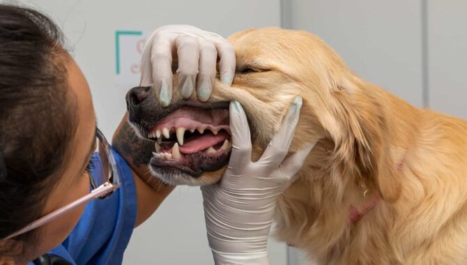 What Are The Common Problems With Golden Retriever Teeth