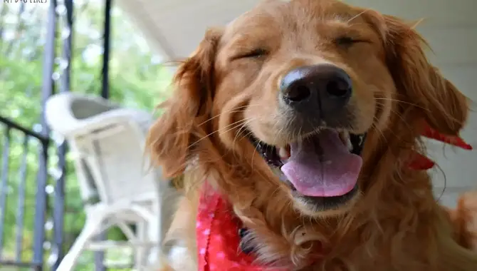 What Are The Downsides Of A Golden Retriever's Smile?
