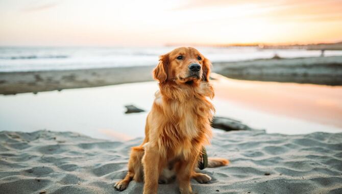 What Are The Negatives Of Owning A Golden Retriever