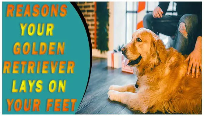 What Are The Reasons Your Golden Retriever Lays On Your Feet